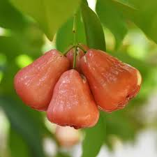 Pink Rose Apple Fruit Seeds for Planting – Heirloom Non-GMO High Germination Organic Garden Seeds
