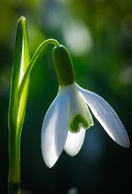 Snowdrop Flower Seeds White for Planting – Heirloom, Non-GMO, High Germination Organic Garden Seeds