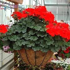 Red Bonsai Geranium Flower Seeds – Heirloom Non-GMO High Germination Organic Garden Seeds for Planting