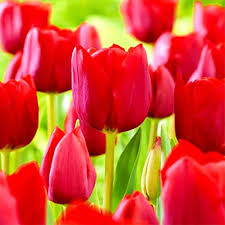 Tulip Flower Seeds Red Heirloom Non-GMO High Germination Organic Garden Seeds for Planting