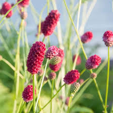 Maroon Organic Sanguisorba Flower Seeds – Heirloom Non-GMO High Germination Organic Garden Seeds
