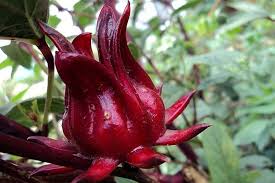 Hibiscus Rosella Flower Seeds for Planting – Heirloom Non-GMO High Germination Organic Garden Seeds