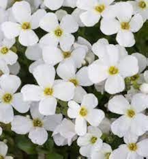 White Climbing Aubrieta Flowers Seeds – Heirloom, Non-GMO, High Germination Organic Garden Seeds for Planting