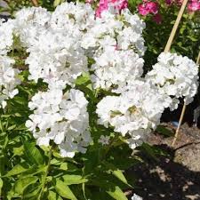 Phlox Flower Perennial Seeds White Heirloom Non-GMO High Germination Organic Garden Seeds for Planting
