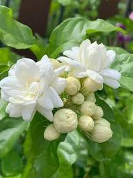 Semillas de jazmín blanco perenne - Cimarrón, sin OGM, semillas de alta germinación
