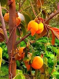 Mixed Organic Persimmon Seeds – Heirloom, Non-GMO, High Germination Organic Garden Seeds for Planting