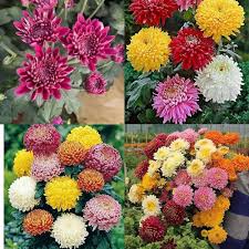 Chrysanthemum Flower Seeds Mixed for Planting – Heirloom Non-GMO High Germination Seeds