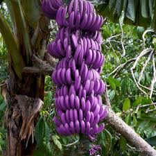 Purple Banana Fruit Seeds for Planting – Rare Heirloom Non-GMO High Germination Organic Garden Seeds for Exotic Garden Harvests (100 pcs)