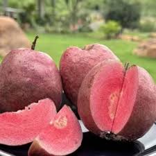 Red Guava Seeds – Heirloom, Non-GMO, High Germination Organic Garden Seeds for Planting