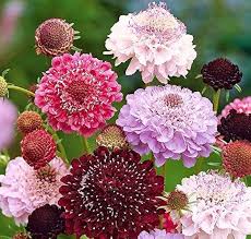 Mixed Scabious Flower Seeds for Planting – Heirloom, Non-GMO High Germination Organic Garden Seeds