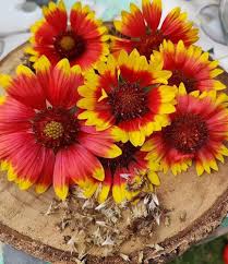 Red Yellow Gaillardia Pulchella Flower Seeds for Planting – Heirloom Non-GMO High Germination Organic Garden Seeds