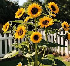 Yellow Sunflower Flower Seeds Heirloom Non-GMO High Germination Organic Garden Seeds for Planting