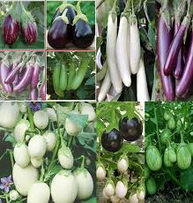 Mixed Brinjal Seeds – Heirloom, Non-GMO, High Germination Organic Garden Seeds Planting