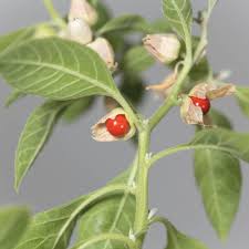 Ashwagandha Withania Somnifera For Planting Seeds – Non-GMO Heirloom High Germination Organic Garden Seeds for Herbal Wellness
