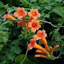 Orange Eccremocarpus Flower Seeds – Heirloom, Non-GMO, High Germination Seeds