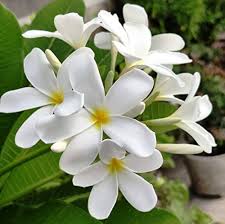 White Fresh Hepatica Flower Seeds – Heirloom Non-GMO High Germination Organic Seeds