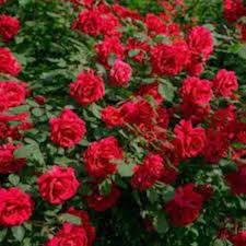 Red Rose Plant Seeds for Planting – Heirloom Non-GMO High Germination Organic Garden Seeds
