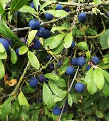 Blackthorn Fruit Seeds – Heirloom Non-GMO High Germination Organic Garden Seeds for Planting Hardy Tasty Fruits
