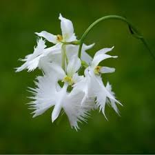 White Pecteilis Radiata Flower Seeds Heirloom Non-GMO High Germination Organic Garden Seeds for Planting