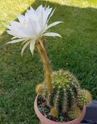White Calochlora Flower Seeds – Heirloom, Non-GMO, High Germination Organic Garden Seeds for Planting
