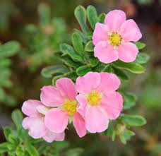 Rosa Fingerkraut Blumensamen – Alte Sorte, gentechnikfrei, hohe Keimfähigkeit, Bio-Gartensamen zum Pflanzen