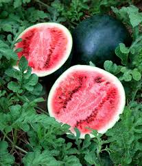 Mountain Hoosier Watermelon Fruit Seeds for Planting – Heirloom Non-GMO High Germination Organic Garden Seeds