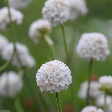 White Armeria Maritima Flower Seeds Heirloom Non-GMO High Germination Organic Garden Seeds