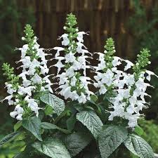 Green White Sage Plant Seeds Heirloom Non-GMO High Germination Organic Garden Seeds for Planting