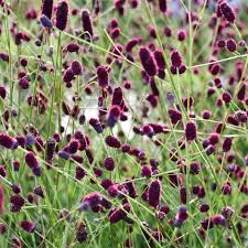 Purple Organic Sanguisorba Flower Seeds – Heirloom Non-GMO High Germination Seeds