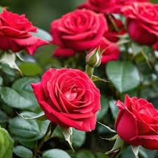 Rose Petal Seeds Red for Planting – Heirloom, Non-GMO, High Germination Organic Garden Seeds