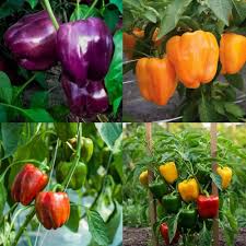 Pepper Mixed Seeds – Heirloom, Non-GMO, High Germination Organic Garden Seeds Planting