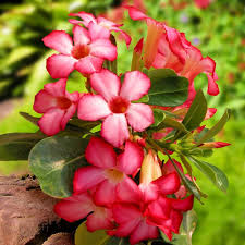 Light Red Adenium Obesum Flower Seeds – Heirloom, Non-GMO, High Germination Seeds