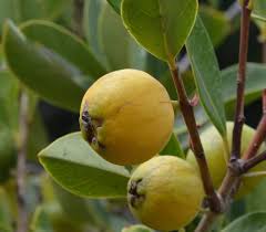 Yellow Psidium Cattleianum Seeds Heirloom Non-GMO High Germination Organic Garden Seeds for Planting