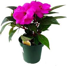 Perennial Impatiens Flower Seeds – Heirloom, Non-GMO, High Germination Seeds