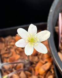 White Hepatica Nobilis Flower Seeds for Planting Heirloom Non-GMO High Germination Organic Garden Seeds