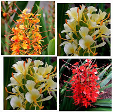 Mixed Hedychium Flower Seeds – Heirloom, Non-GMO, High Germination Seeds