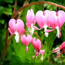 Semillas de flores de Dicentra Spectabilis rosadas para plantar – Orgánicas, sin OMG, con alta tasa de germinación, para jardín