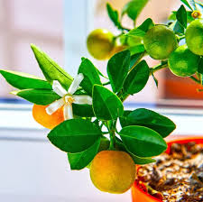 Calamansi Seeds Yellow Heirloom Non-GMO High Germination Organic Garden Seeds for Planting