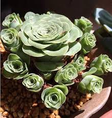 Rose Succulent Plant Seeds Green for Planting – Heirloom, Non-GMO, High Germination Organic Garden Seeds