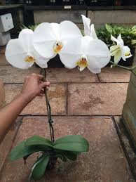 White Phalaenopsis Orchid Flower Seeds Heirloom Non-GMO High Germination Organic Garden Seeds for Planting
