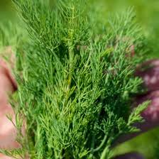 Perennial Dill Plant Seeds Heirloom Non-GMO High Germination Organic Garden Seeds