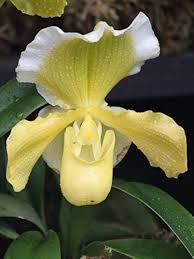Dendrobium Flower Seeds Yellow White – Heirloom Non-GMO High Germination