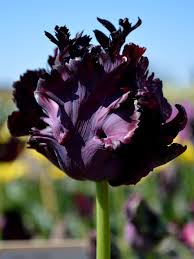 Purple Parrot Tulip Flower Seeds Heirloom Non-GMO High Germination Organic Garden Seeds for Planting