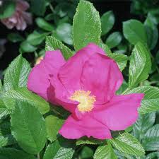 Pink Rugosa Flower Seeds for Planting – Heirloom, Non-GMO, High Germination Organic Garden Seeds