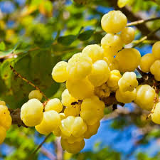Yellow Phyllanthus Acidus Seeds Heirloom Non-GMO High Germination Organic Garden Seeds for Planting
