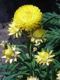 Yellow Strawflower Seeds Heirloom Non-GMO High Germination Organic Garden Seeds