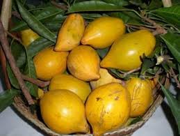 Canistel Seeds Yellow Heirloom Non-GMO High Germination Organic Garden Seeds for Planting