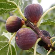 Mixed Carica Fruit Seeds – Heirloom, Non-GMO, High Germination Organic Garden Seeds