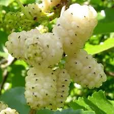 White Mulberry Seeds for Planting – Heirloom Non-GMO High Germination Organic Garden Seeds