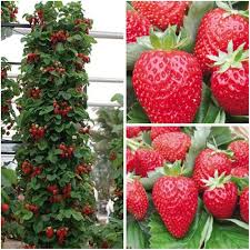 Japanese Hokowase Strawberry Fruit Seeds for Planting – Heirloom Non-GMO High Germination Organic Garden Seeds Sweet Early-Season Seeds for Planting